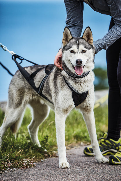 Nome Active Hundsele Svart XXL