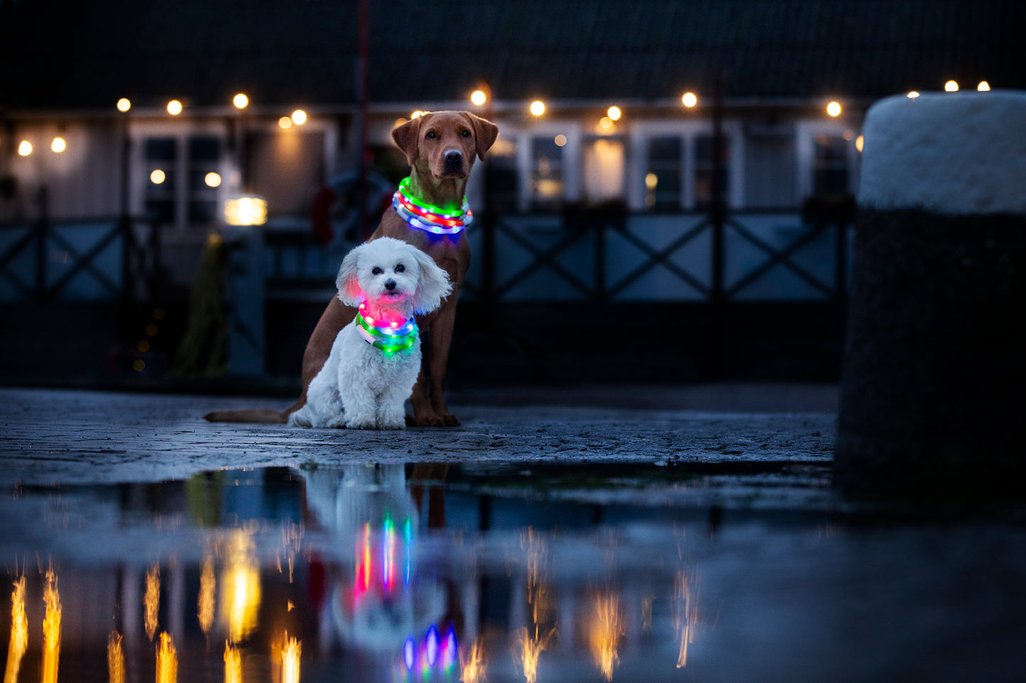 Blinkhalsband LED Grön
