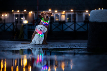 Blinkhalsband LED Grön