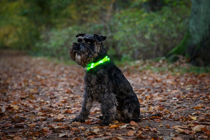 Blinkhalsband LED Grön